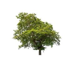 Tree that are isolated on a white background are suitable for both printing and web pages photo