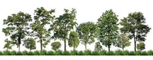 Green trees isolated on white background. forest and leaves in summer rows of trees and bushes photo