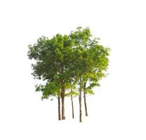 Trees that are isolated on a white background are suitable for both printing and web pages photo