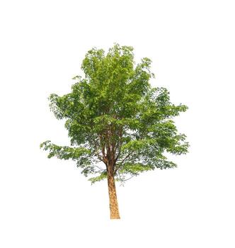 Tree that are isolated on a white background are suitable for both printing and web pages photo