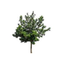 Tree that are isolated on a white background are suitable for both printing and web pages photo