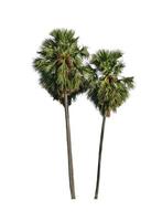 sugar palm that are isolated on a white background are suitable for both printing and web pages photo