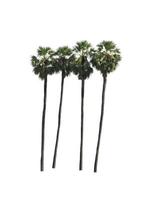 sugar palm that are isolated on a white background are suitable for both printing and web pages photo