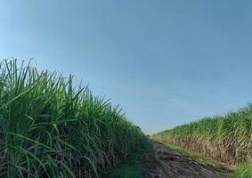 campos de caña de azúcar y cielo azul foto