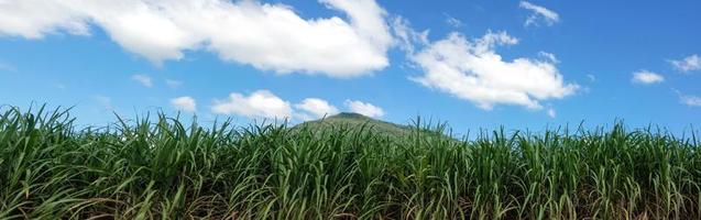 Sugarcane fields and blue sky photo