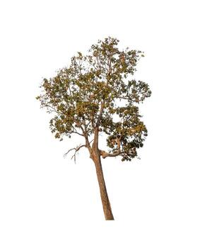 Tree that are isolated on a white background are suitable for both printing and web pages photo