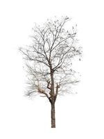 Tree that are isolated on a white background are suitable for both printing and web pages photo