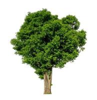 Tree that are isolated on a white background are suitable for both printing and web pages photo