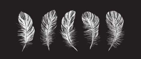 Feathers on white background. Hand drawn sketch style. vector