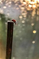 A red ladybug crawls on a stick towards the sun's sunset rays. Bokeh. Macrophotography. After rain photo