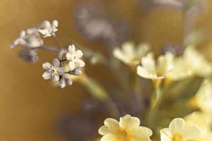 las flores de primavera no me olvidan y las prímulas se cierran sobre un fondo dorado foto