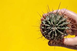 A cactus in a flower pot is held by a giant hand on a yellow background. Top view photo