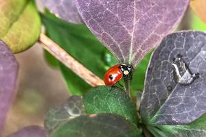 Red ladybug on the leaves of the plant. Macrophotography. photo