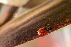 Red ladybug on the green leaves of the plant. Macrophotography. After rain photo