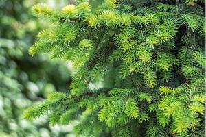 Natural background of young green spruce branches photo