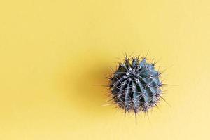 Background from a cactus on a yellow background. Plant texture with thorns photo