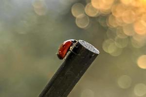 A red ladybug crawls on a stick towards the sun's sunset rays. Bokeh. Macrophotography. After rain photo