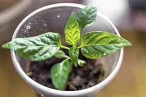 Vegetable sprouts. Growing young pepper seedlings in cups photo