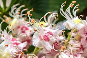 Chestnut inflorescences. White-rose flowers close-up. Natural background photo