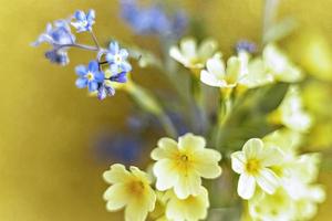 Spring flowers forget me nots and primroses close up on a golden background photo