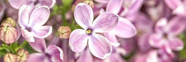 Background from blooming branches of purple lilac. Spring.Banner photo