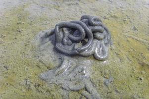 Seascape beach mudflats hiking Wadden worm North Sea coast Germany. photo