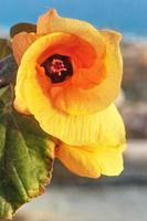 Orange Rosewood flower close-up. Indian Tulip Tree photo