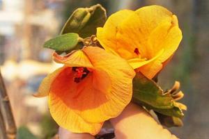 Orange Rosewood flower close-up. Indian Tulip Tree photo