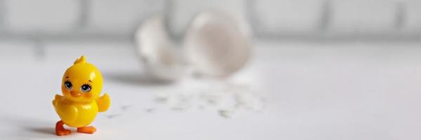 White egg shell of a broken chicken egg with fragments and a hatched chicken isolated. Easter.Banner photo