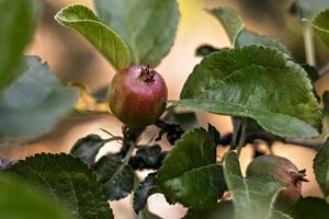 Young green apple fruits on the branches of a fruit tree in the garden. Ripening of the crop photo