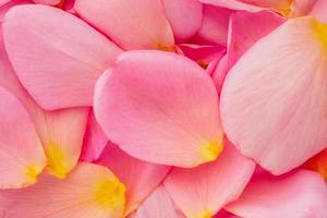 beautiful pink rose petals for Valentines day background top view photo