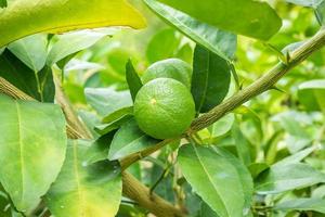 Fresh green lemon limes on tree in organic garden photo