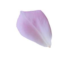 rose petals isolated on white background with clipping path photo