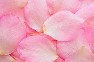 hermosos pétalos de rosa rosa para la vista superior del fondo del día de san valentín foto