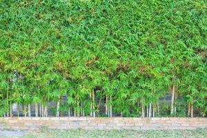 árbol de bambú con hojas verdes decoración de valla natural fondo exterior foto