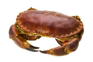 Raw crab on white background photo