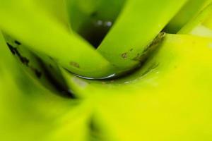 Stagnant water in green leaf plant in the garden photo