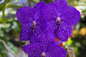 vista cercana de la flor de la orquídea foto