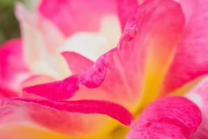 Pink rose flower closeup abstract background photo