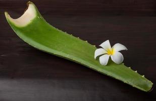 aloe vera sobre fondo de madera foto