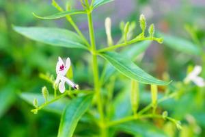 Andrographis paniculata fresh Thai herbal medicine herbs organic plant leaves and flower, closeup photo