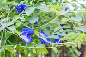 primer plano de flor de guisante de mariposa fresca foto