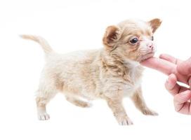 gracioso cachorro chihuahua posa sobre un fondo blanco foto