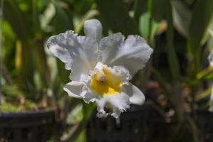 Orchid Flower close up view photo