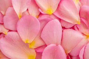 hermosos pétalos de rosa rosa para la vista superior del fondo del día de san valentín foto