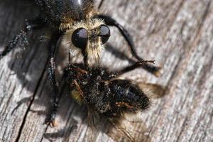 mosca asesina amarilla o mosca ladrona amarilla con un abejorro como presa. el insecto es succionado foto