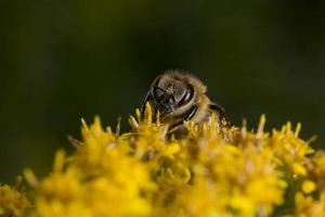 Bee while sucking pollen photo