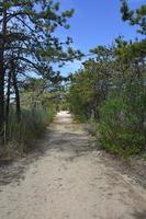 Sandy Hiking Path through Scrub and Pine Trees photo