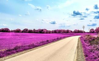 hermoso paisaje infrarrojo púrpura en alta resolución foto