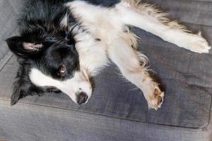 divertido retrato de un lindo cachorro sonriente border collie en el sofá en el interior. nuevo miembro encantador de la familia perrito en casa mirando y esperando. cuidado de mascotas y concepto de animales. foto